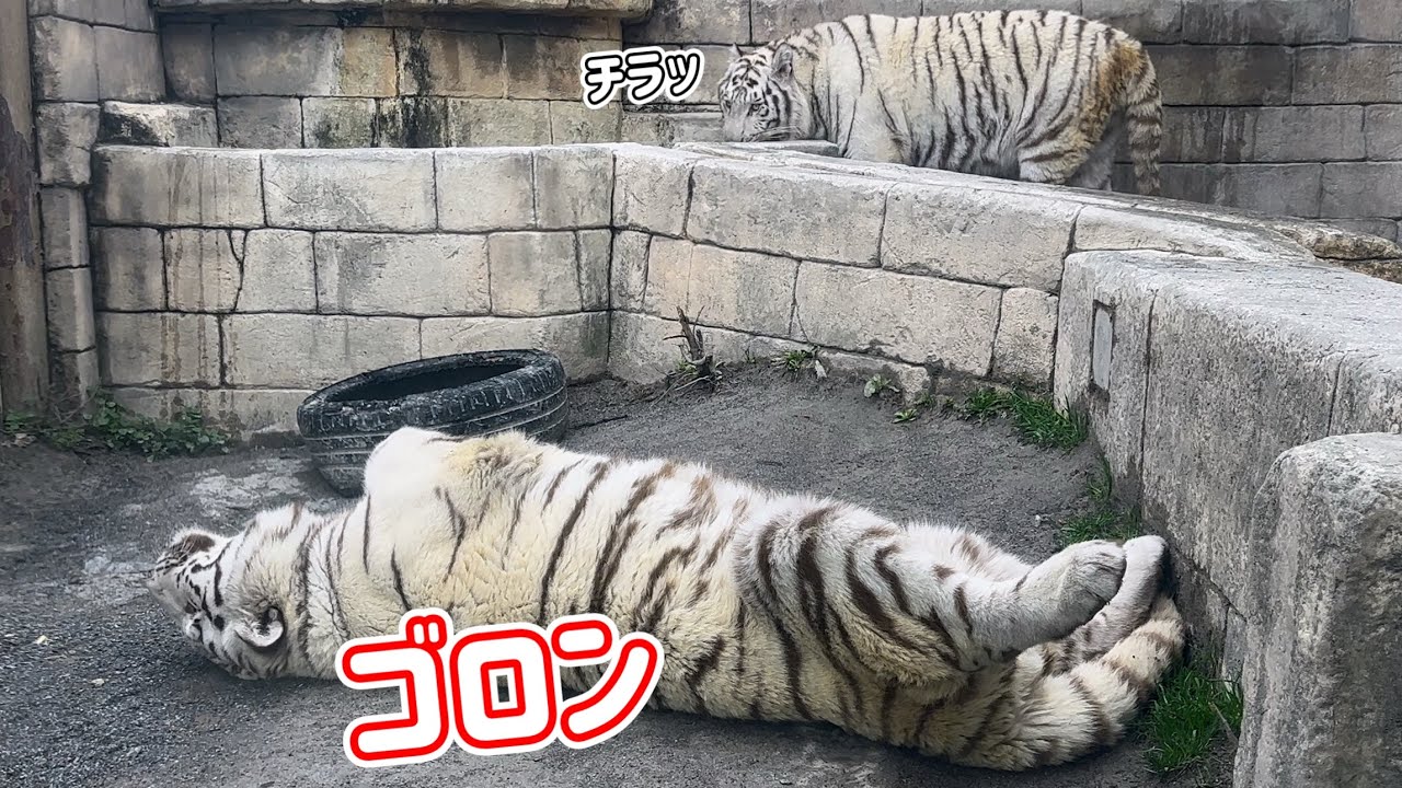ハクくんが近くに来たら、かまって欲しそうなコタくん🐯　2月26日 東武動物公園　ホワイトタイガー