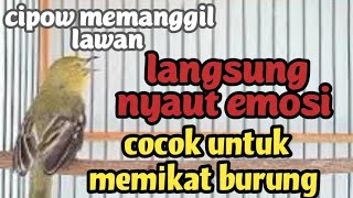 CIPOW/SIRTU JANTAN MEMANGGIL LAWAN PALING AMPUH bikin semua sirpu pendiam langsung respon emosi