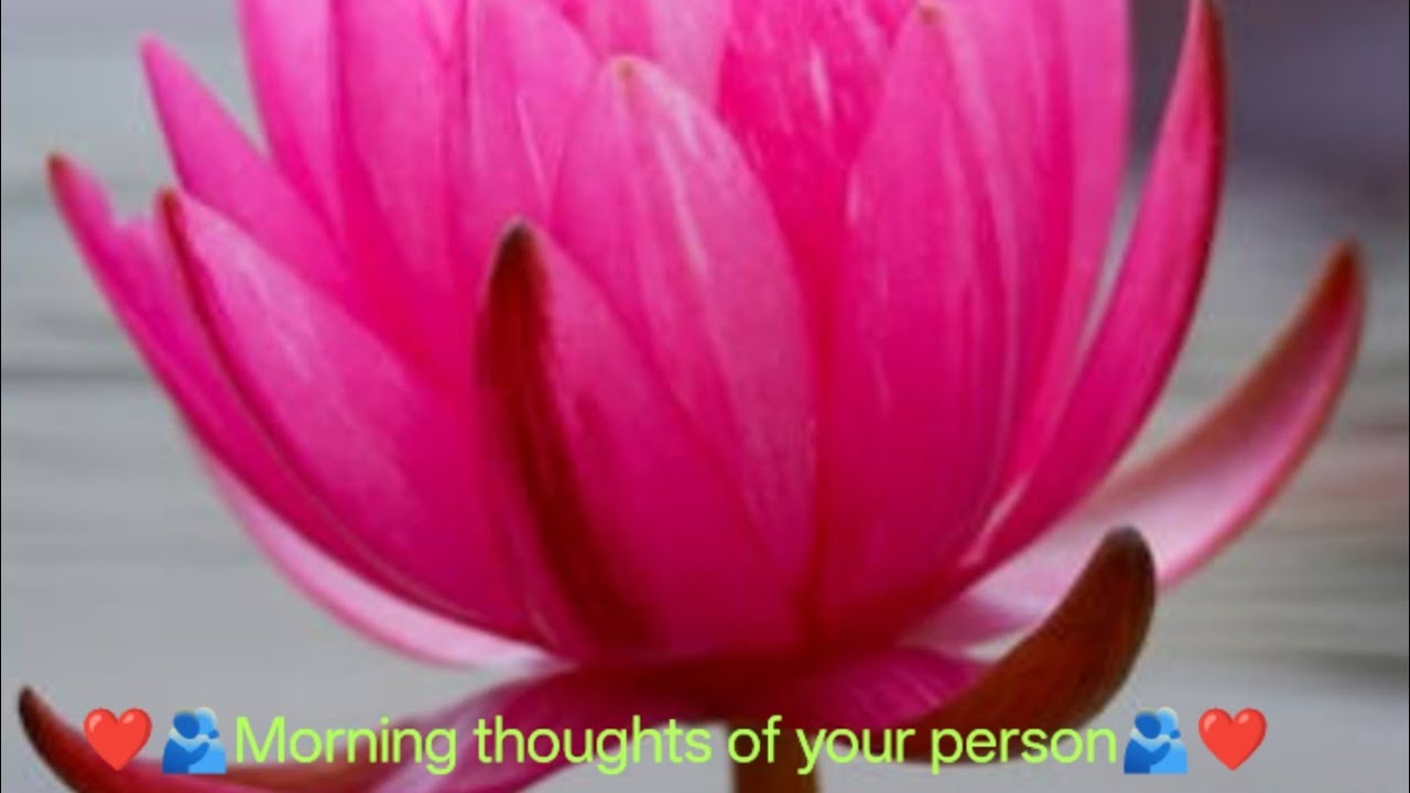 Morning thoughts of your person #tarotcard#tarotdaily#self love#meditation#spiritual#energy#oracle