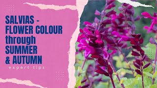 Salvias  Expert Tips on How to Grow These LongLasting Garden Flowers