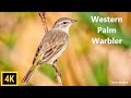 Palm Warbler - The Tail Wagging Bird