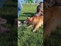 Golden Retriever Goes to Park having fun with family, sliding, jumping, spinning, running