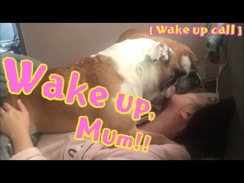 Bulldogs Morning Wake up Call, ブルドッグ