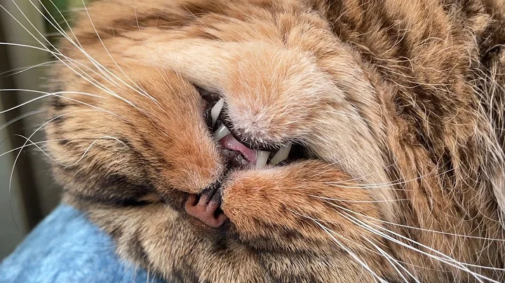 Video 11794511: tabby scottish fold, adorable scottish fold cat, cute scottish fold, adorable cats show