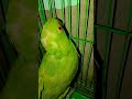 parrot sound 🫶🏻🤩 #parrot #parrot #survival #birds #viral #talkingparrot #logcabin #funny #timelapse