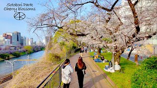 4K60 [ดอกซากุระที่สวน Sotomoat] ดอกไม้บานบนฝั่ง 2024 โตเกียว ประเทศญี่ปุ่น