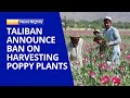 Taliban Announce Ban on Harvesting Poppy Plants in Afghanistan | EWTN News Nightly