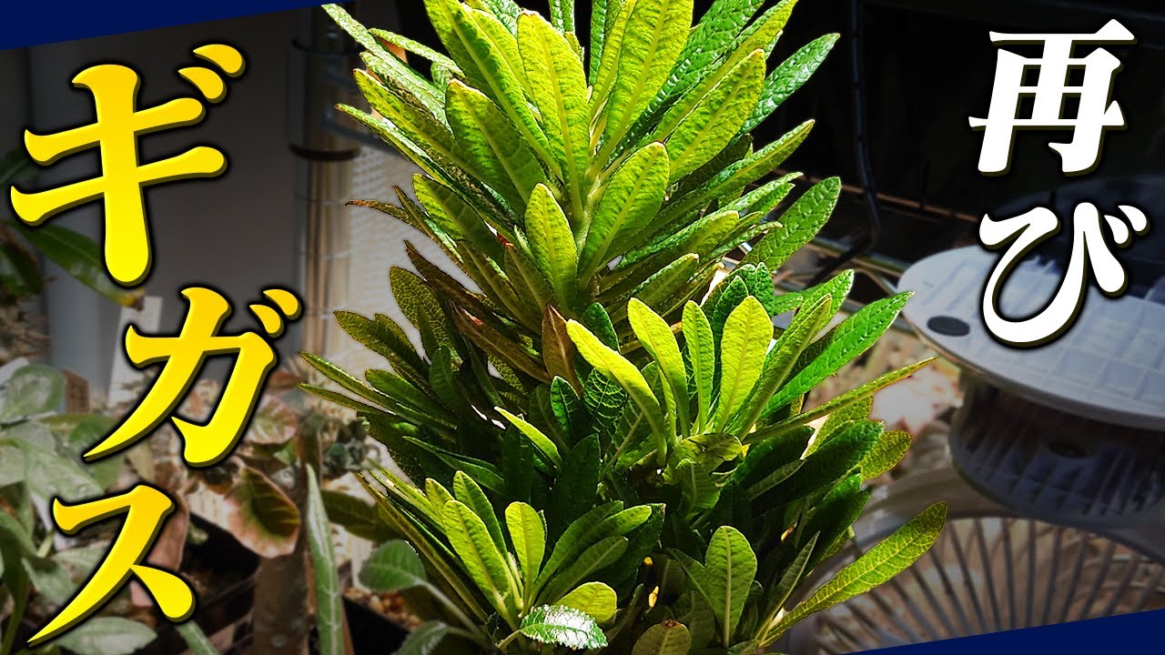 【ギガスリベンジ！！】抜き苗のギガスを植え付ける| DAIDOKORO ENGEI