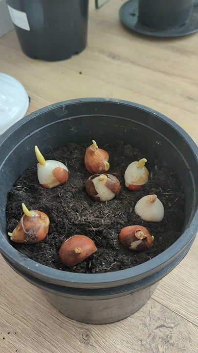 🌷 Late planting these tulip bulbs 🌷#plantsngardens 🌱#tulipbulbs #tulips #springbulbs