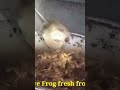 native Frog fresh from the farm😋