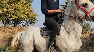 картинка: От зури чикди Жамшид полвондан.+998945641177