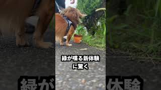 犬は散歩中に自分のおもちゃが落ちてたら気づくの？ shorts