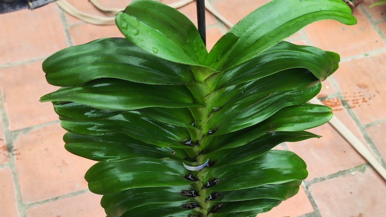 Thanh lý các loại lan rừng giá rẻ