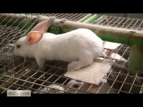 Video: C'è un mercato per la carne di coniglio?