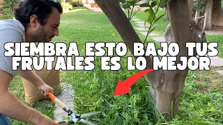 Consejos Para Tener Árboles Frutales Saludables