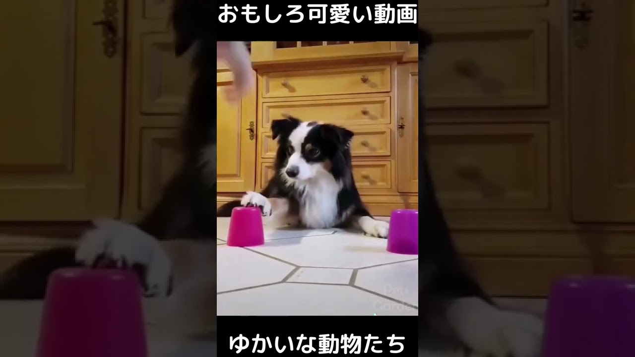 おもしろ可愛い猫と犬 ゆかいな動物たち Funny Cute Cats Dogs And Animals Shorts アニマル動画まとめサイト おもしろ可愛い猫と犬 ゆかいな動物たち Funny Cute Cats Dogs And Animals Shorts アニマル動画まとめサイト