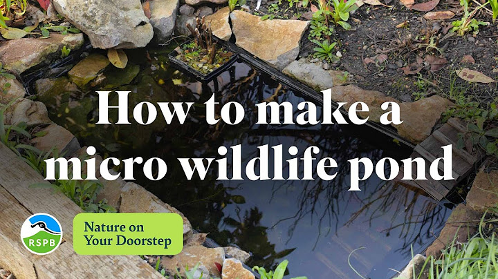 How to make a micro wildlife pond | RSPB Nature on Your Doorstep