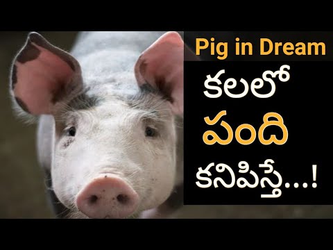 కలల ప ద కన ప స త Kalalo Pandi Kanipiste Pig In Dream Hindu Meaning
