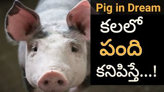 కలలో పంది కనిపిస్తే || Kalalo Pandi Kanipiste || Pig in Dream Hindu Meaning