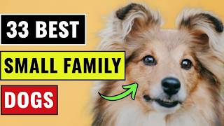 33 Best Small Dog Breeds for Families (Ranked From Worst to Best)