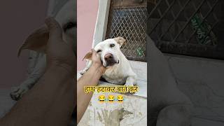 हाथ हटाकर बात कर 😂 #dog #shorts #funny #funnyanimals #comedy #streetdog #funnydogs #ytshorts