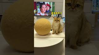 【牛奶是只猫】积攒了三年的猫毛团成的求也太大了吧！