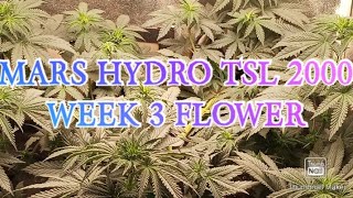 #MarsHydroTSL2000 #MainliningForColas #PineappleOG #LaCake #TropicanaCookiePurple Week 3 Flower !