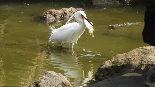 小白鷺吃魚Little egret
