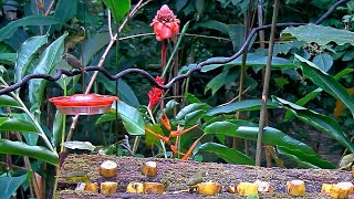 Olive-striped Flycatcher Visits The Panama Fruit Feeder – Aug. 13, 2020