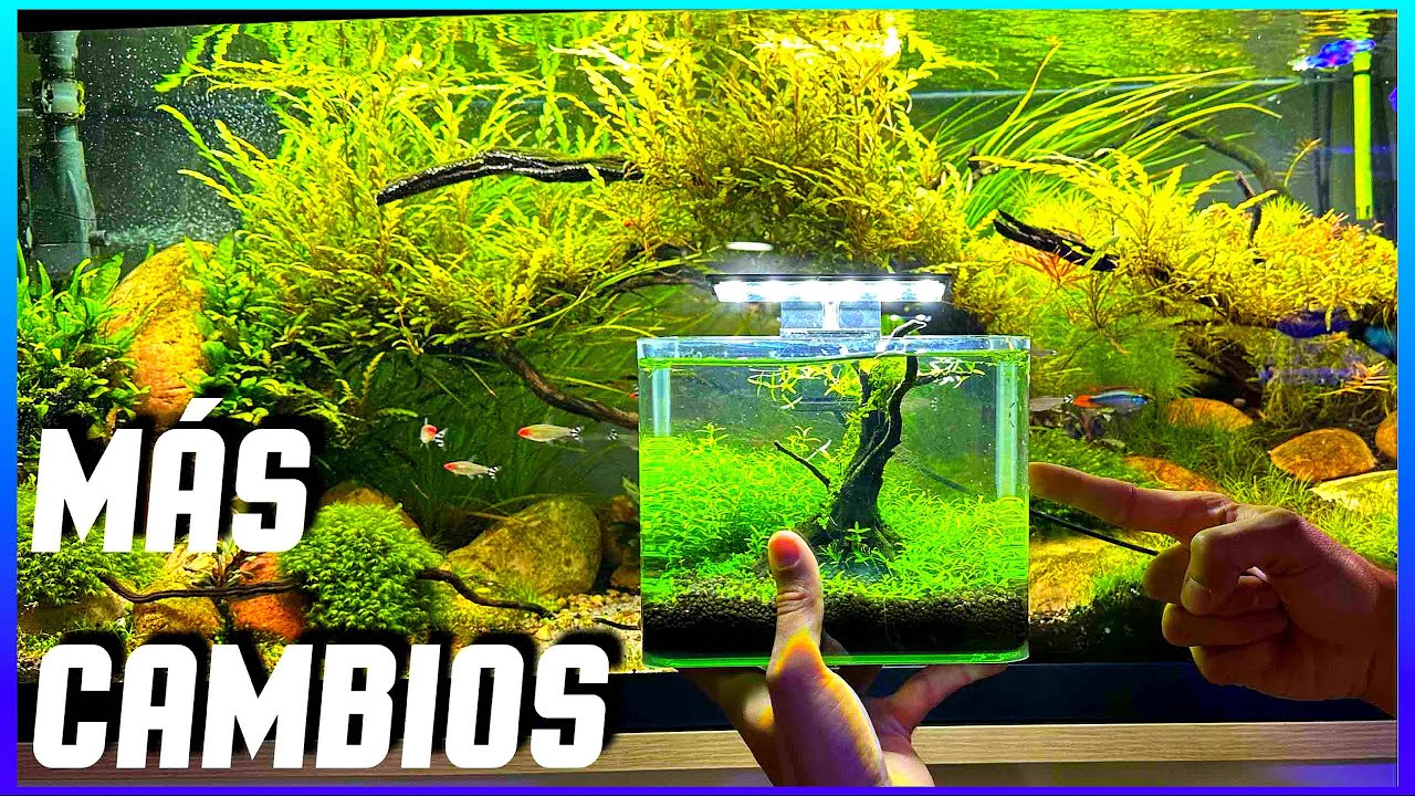YA ESTÁN LOS BADIS 🐠 EN SU ACUARIO, NUEVO ACUARIO Y....MUCHO MÁS / RESUMEN Nº290