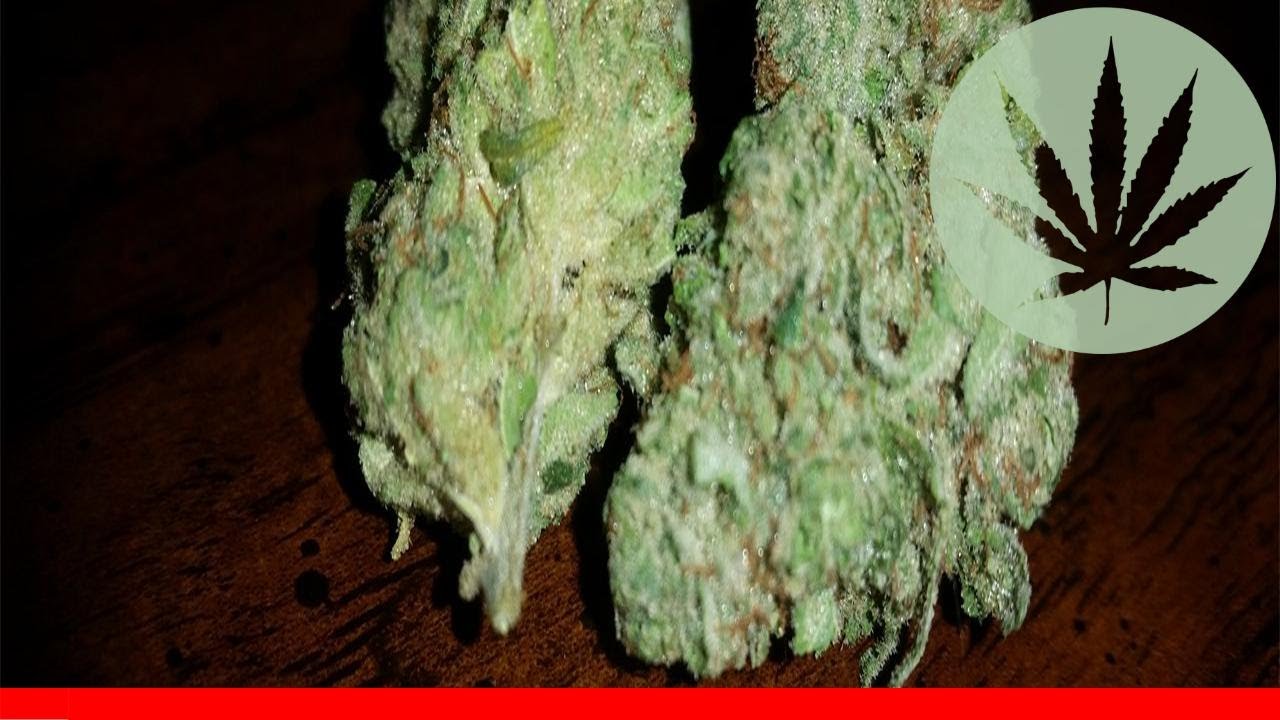 King Kong - All About This Strain