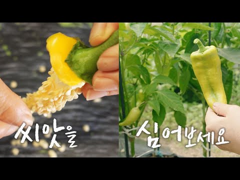Βίντεο: Συγκομιδή σπόρων και βοτάνων μποράγου - Πότε και πώς να συλλέξετε το μποράτζο