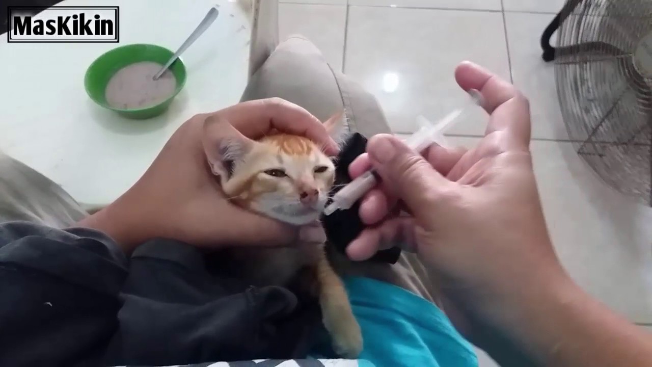 Cara Merawat Anak Kucing Yang Sakit - Berbagi Rawat