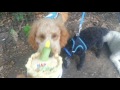 WINSTON 1 YEAR BIRTHDAY CELEBRATION IN RIVERSIDE PARK NY.