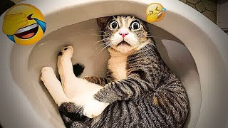 You Laugh You LoseFunniest Dogs and Cats 2069