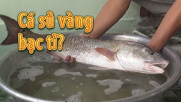 Đi câu, trúng cá sủ vàng cực khủng vô cùng quý hiếm