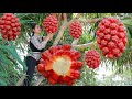 Have you ever try screw pine fruit before | Screw pine fruit wine processing | Ocean fruit wine