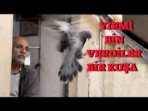 Laz Muhammedin Mahzen de F16 Güvercinleri ( İnanılmaz Bir Aşk )