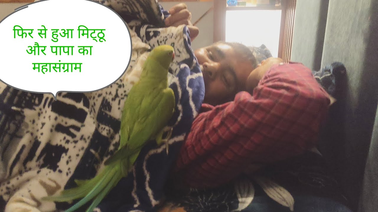 देखिए मिट्ठू को पापा के साथ कैसे महासंग्राम हुआ 🤣🦜