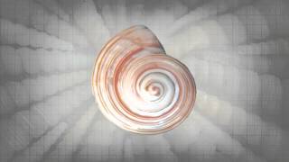 morph   shells