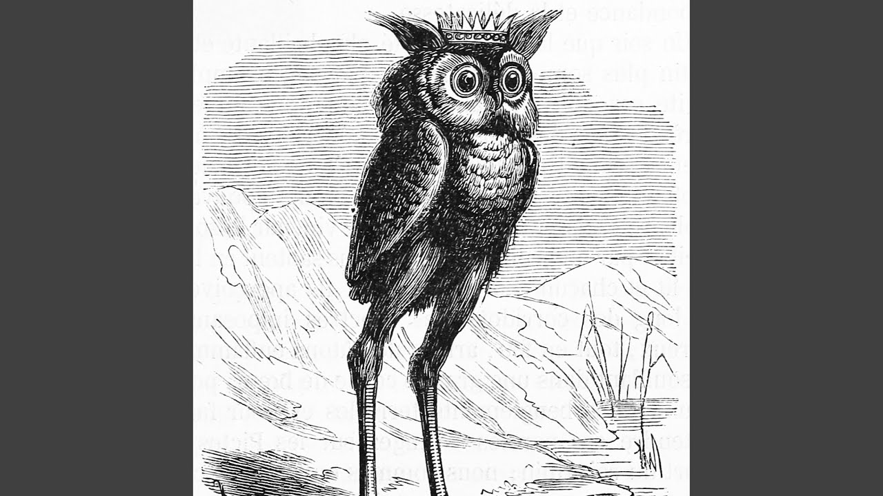 Feathers and Shadows