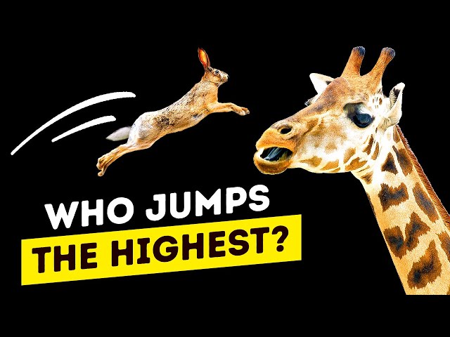 Who Jumps the Highest?