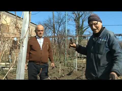 თამაზ ნემსაძე მევენახე