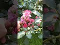 Отцветают мартагон-гибриды лилий, цветут розы.