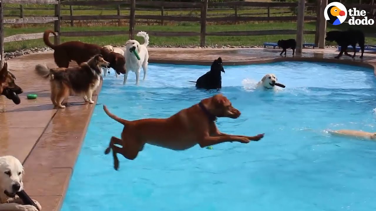 This May Be The World&#39;s Best Doggy Daycare - YouTube