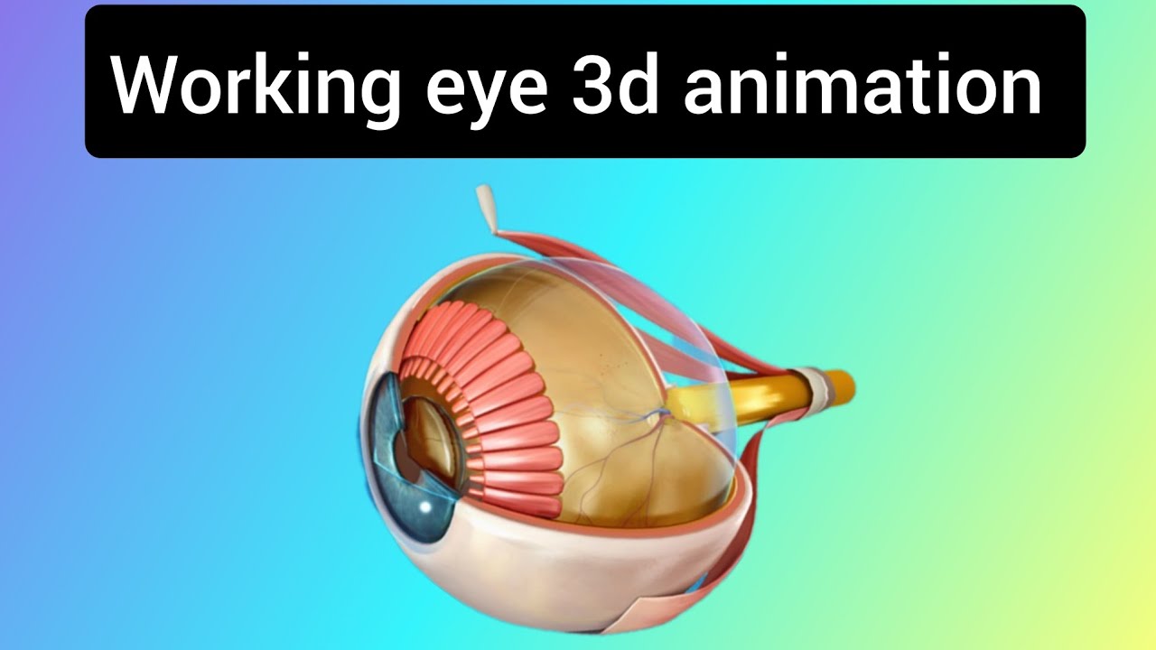 3d animation eye | 3d working eye #shortsvideo #youtubeshorts # ...
