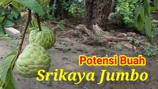 Budidaya Srikaya Jumbo di Depan Rumah