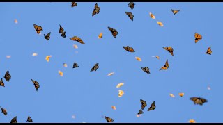 Monarchs in Motion: Understanding the Importance of Their Epic Migration • Daily Dose of Nature