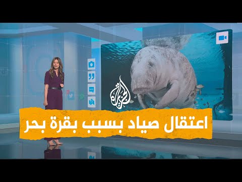 شبكات غضب في مصر بسبب بقرة البحر والقبض على الصياد