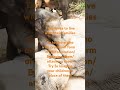 Baby love mommy elephant 🐘 | #theyhavefamilies | #baby | #hearttouching | #trending
